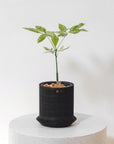 MONEY TREE ‘VARIEGATED’ VerdiPot Bundle - VerdiPot