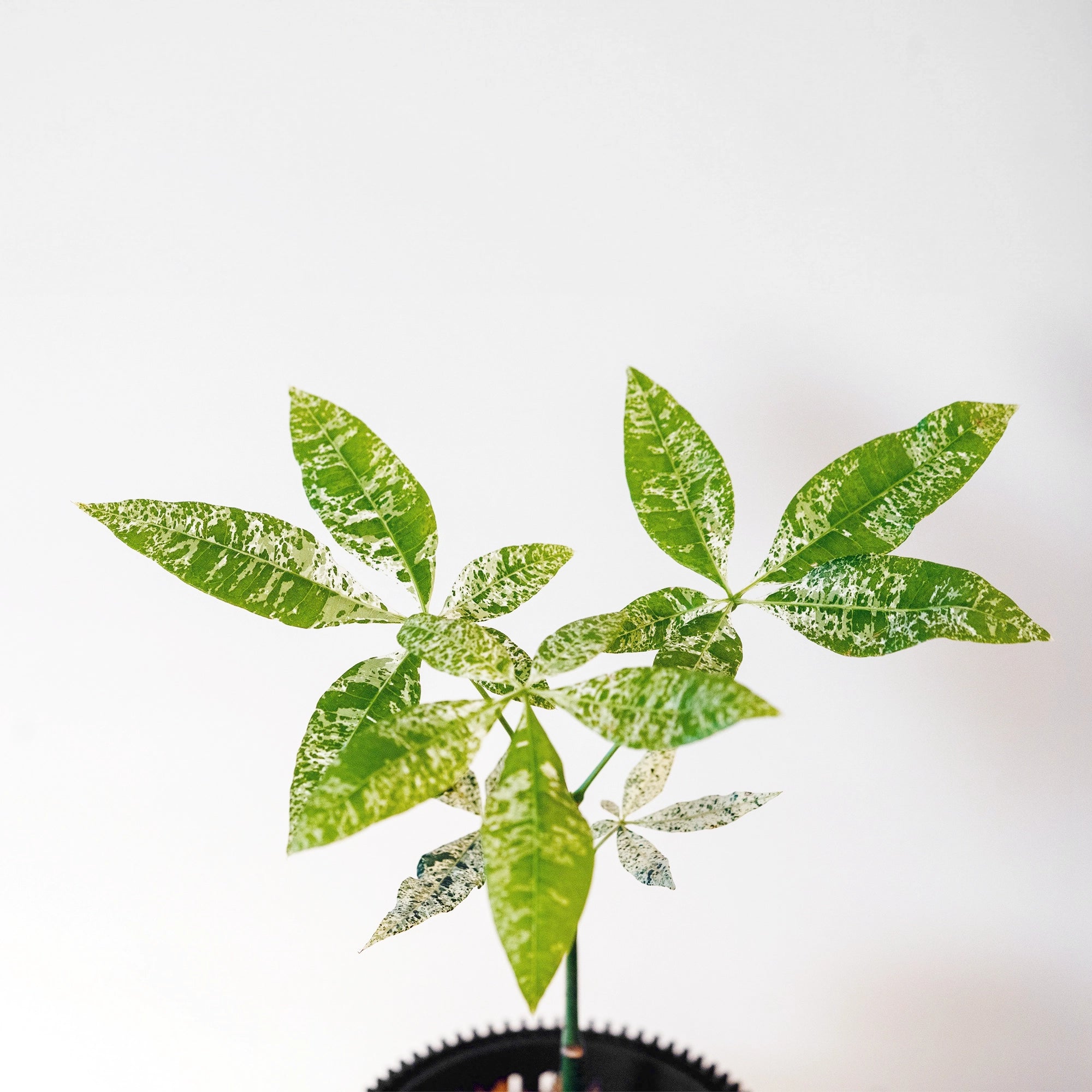 MONEY TREE 'VARIEGATED' VerdiPot® Bundle