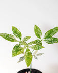 MONEY TREE ‘VARIEGATED’ VerdiPot Bundle - VerdiPot