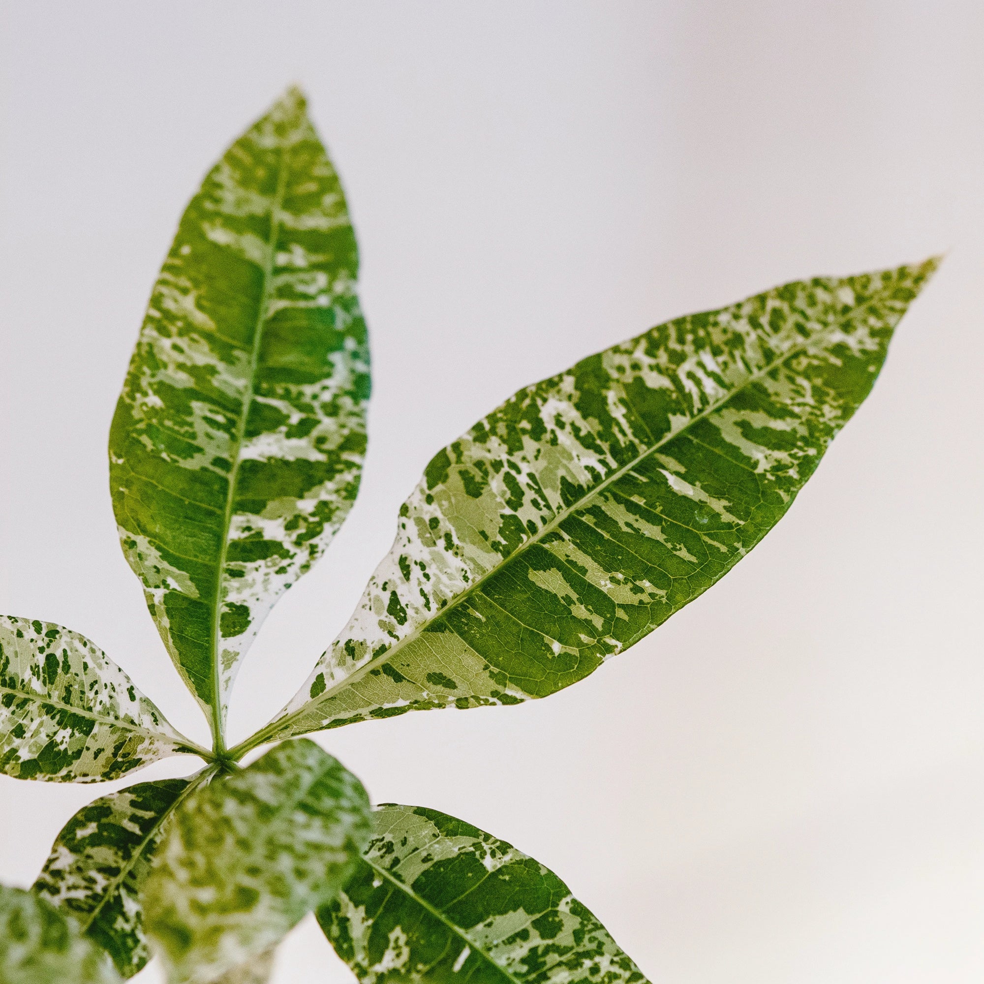 variegated money tree plant MONEY TREE 'VARIEGATED' VerdiPot® Bundle