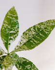 MONEY TREE ‘VARIEGATED’ VerdiPot Bundle - VerdiPot