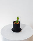 DISTERIGMA RIMBACHII VerdiPot Bundle - VerdiPot