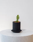 DISTERIGMA RIMBACHII VerdiPot Bundle - VerdiPot