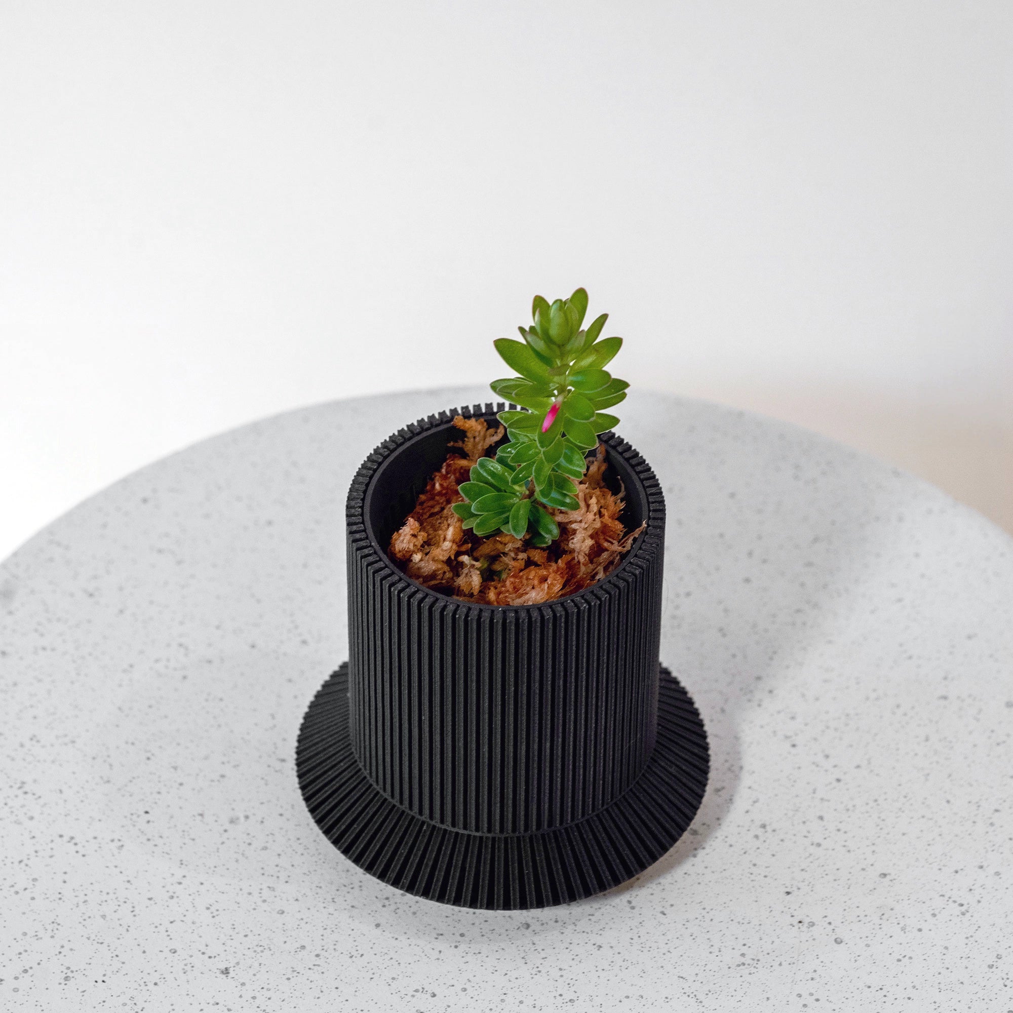DISTERIGMA RIMBACHII VerdiPot Bundle - VerdiPot