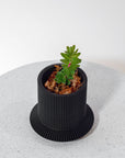 DISTERIGMA RIMBACHII VerdiPot Bundle - VerdiPot