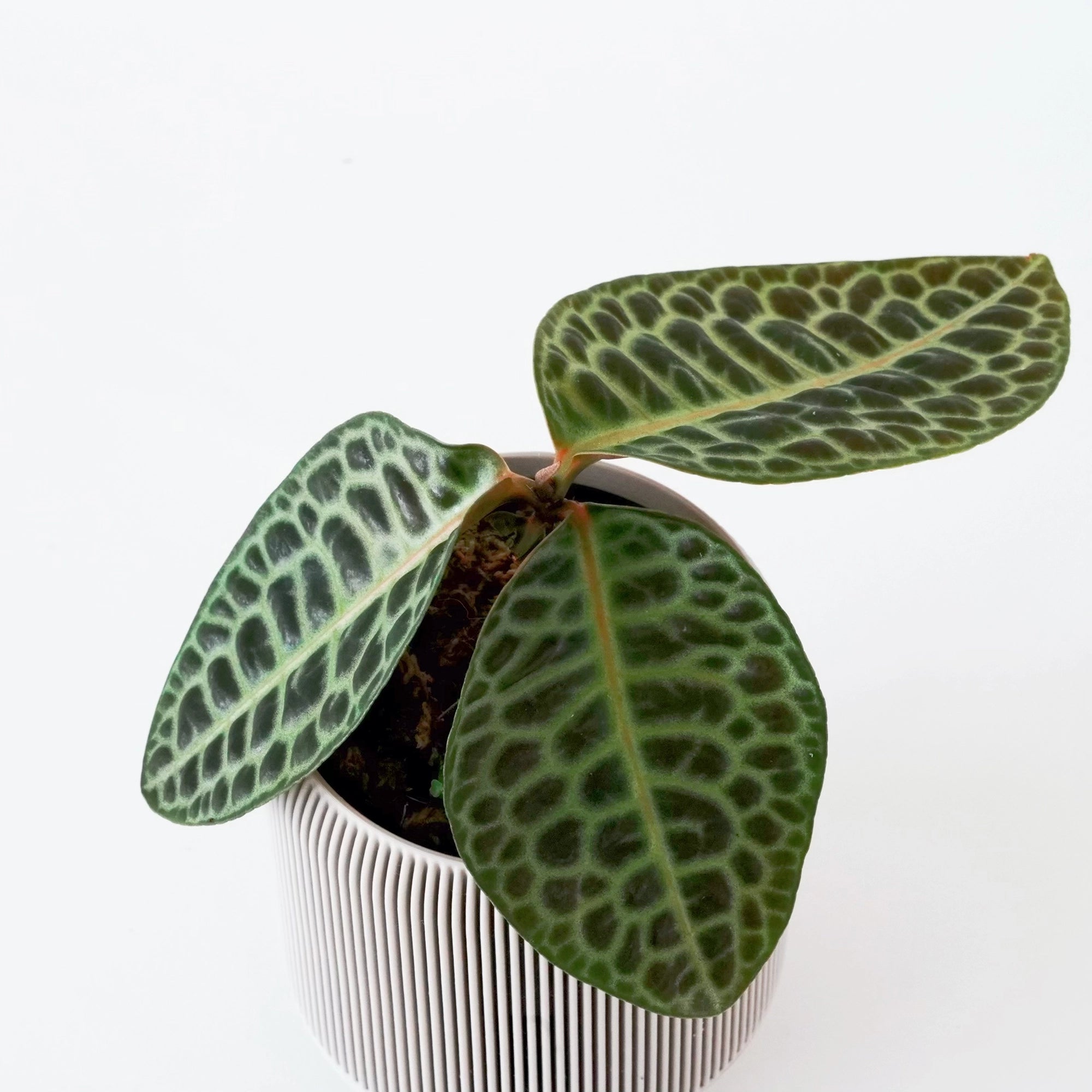 turtle back succulent LABISIA SP. 'TURTLE BACK' VerdiPot® Bundle