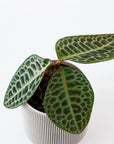 LABISIA SP. ‘TURTLE BACK’ VerdiPot Bundle - VerdiPot
