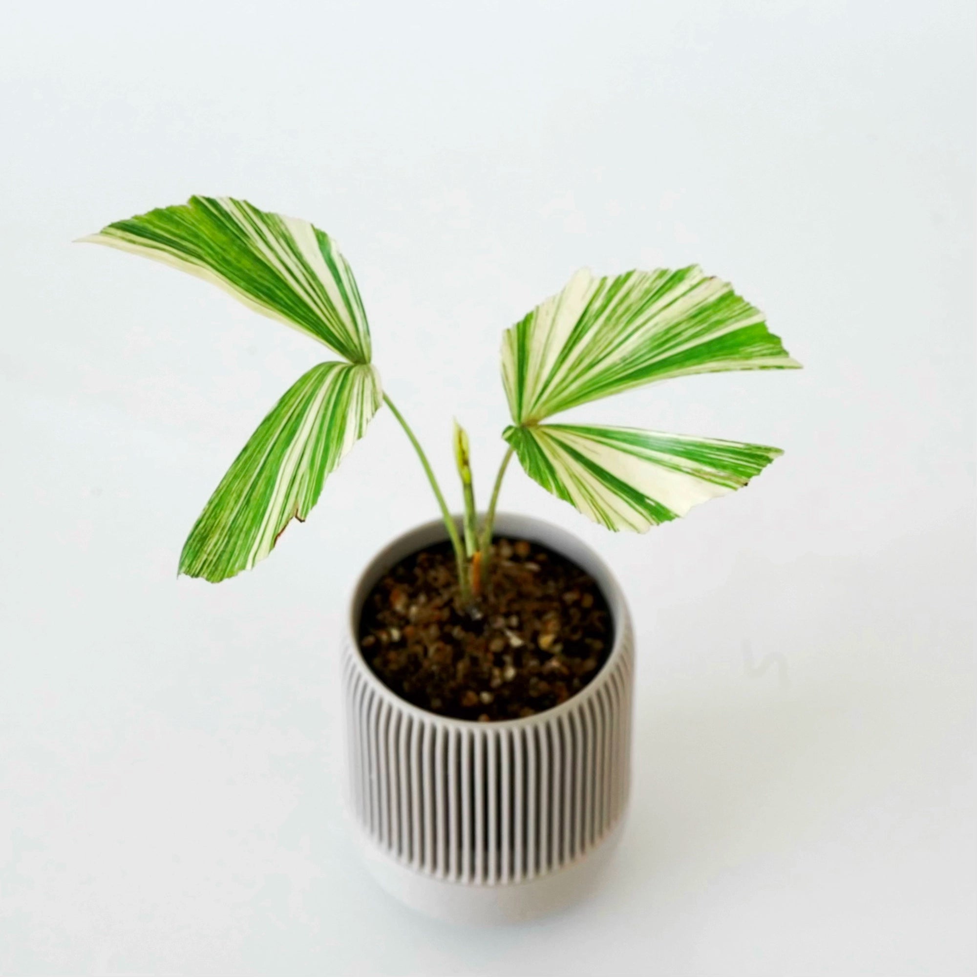 CARYOTA MITIS 'VARIEGATED' VerdiPot Bundle | VerdiPot Easy Care