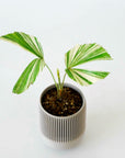 CARYOTA MITIS ‘VARIEGATED’ VerdiPot Bundle - VerdiPot