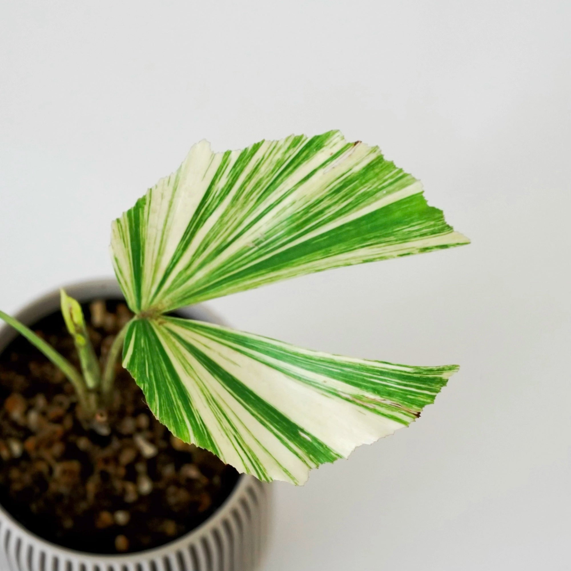 CARYOTA MITIS ‘VARIEGATED’ VerdiPot Bundle - VerdiPot