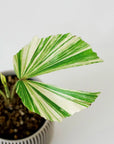 CARYOTA MITIS ‘VARIEGATED’ VerdiPot Bundle - VerdiPot