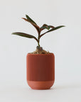 LABISIA PUMILA VerdiPot Bundle - VerdiPot
