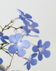 STREPTOCARPUS ‘FALLING STARS’ VerdiPot Bundle - VerdiPot