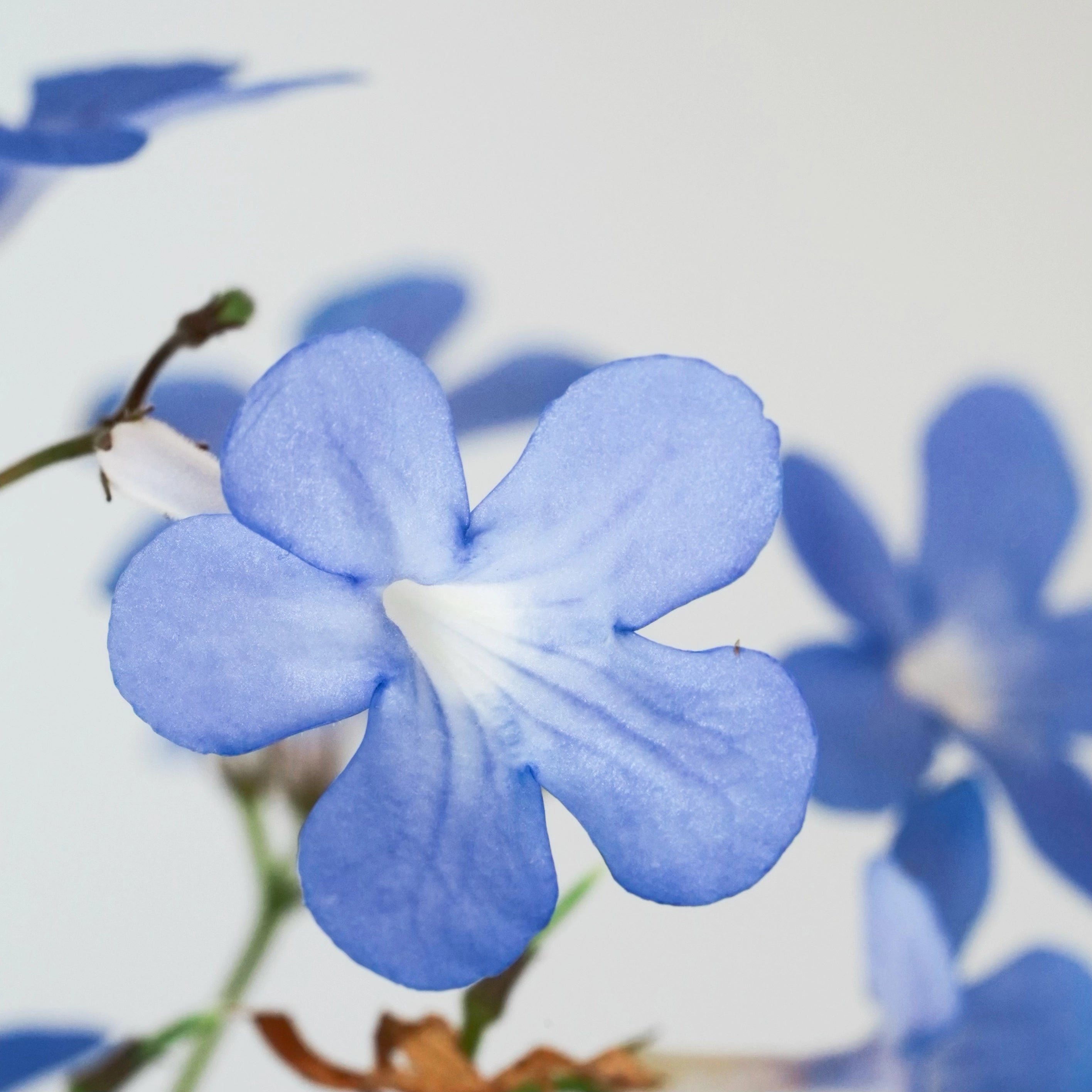 STREPTOCARPUS ‘FALLING STARS’ VerdiPot Bundle - VerdiPot