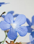 STREPTOCARPUS ‘FALLING STARS’ VerdiPot Bundle - VerdiPot
