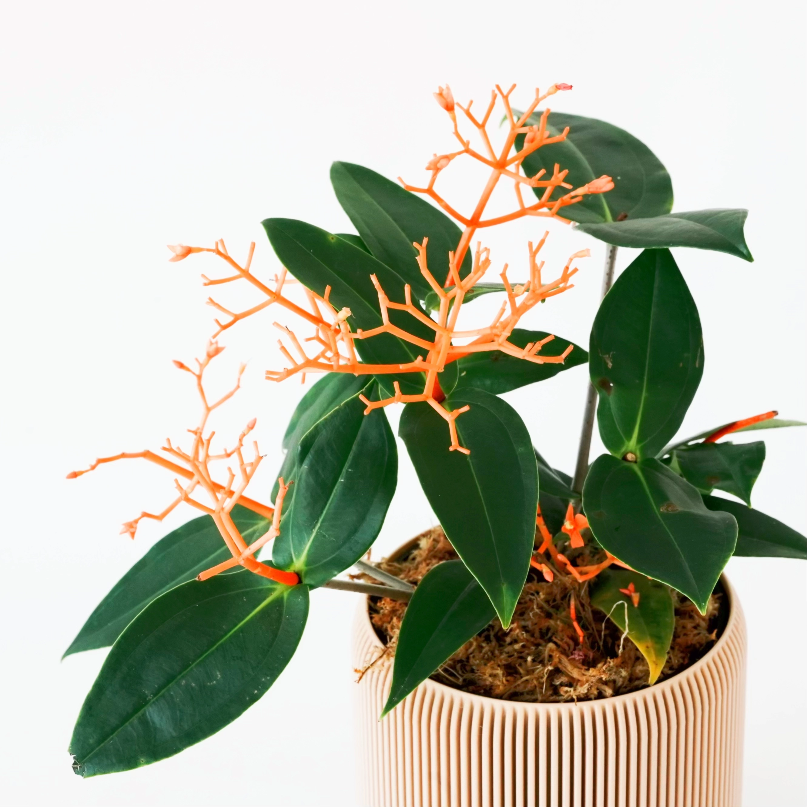 MEDINILLA SCORTECHINII VerdiPot Bundle - VerdiPot