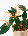 MEDINILLA SCORTECHINII VerdiPot Bundle - VerdiPot