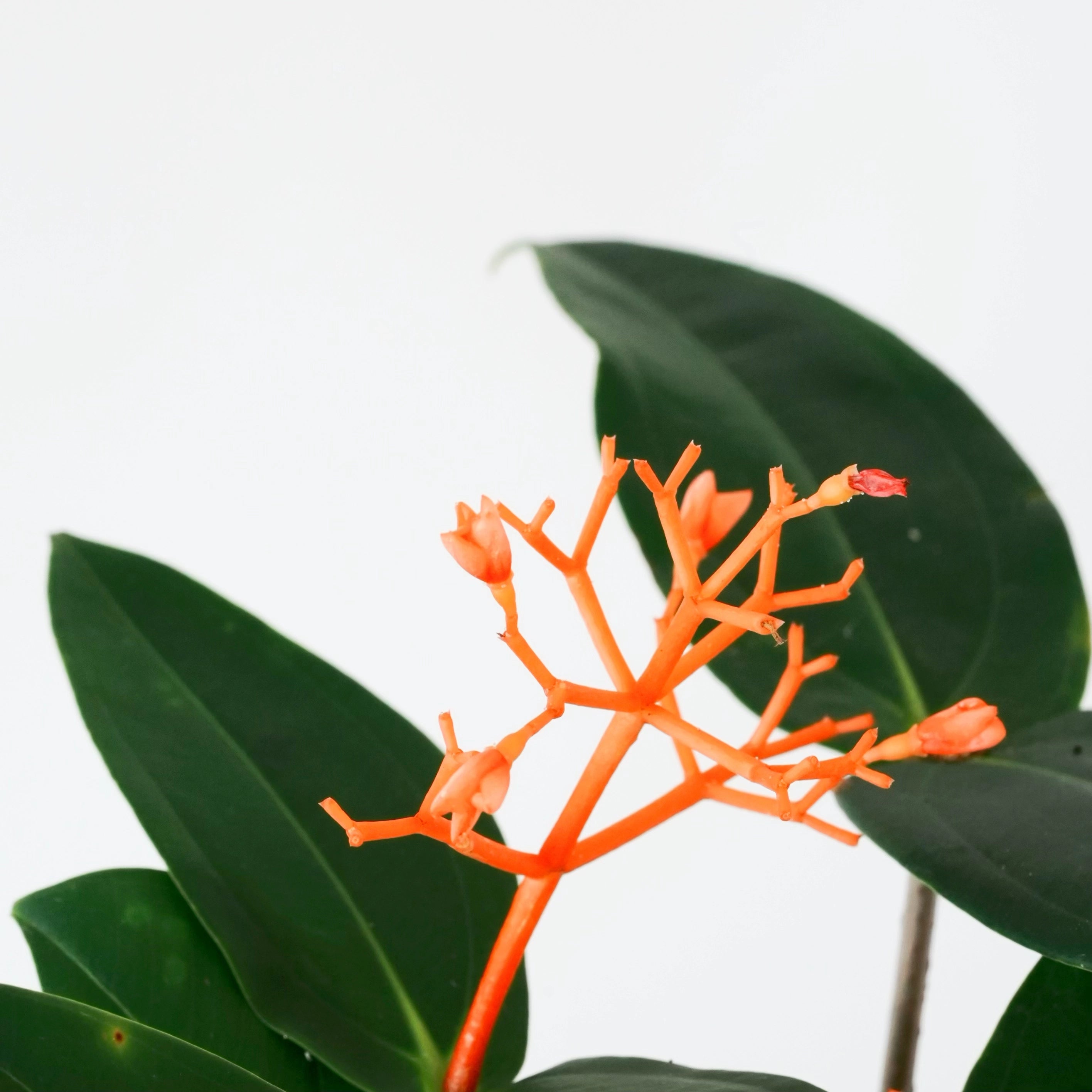 MEDINILLA SCORTECHINII VerdiPot Bundle - VerdiPot