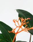 MEDINILLA SCORTECHINII VerdiPot Bundle - VerdiPot