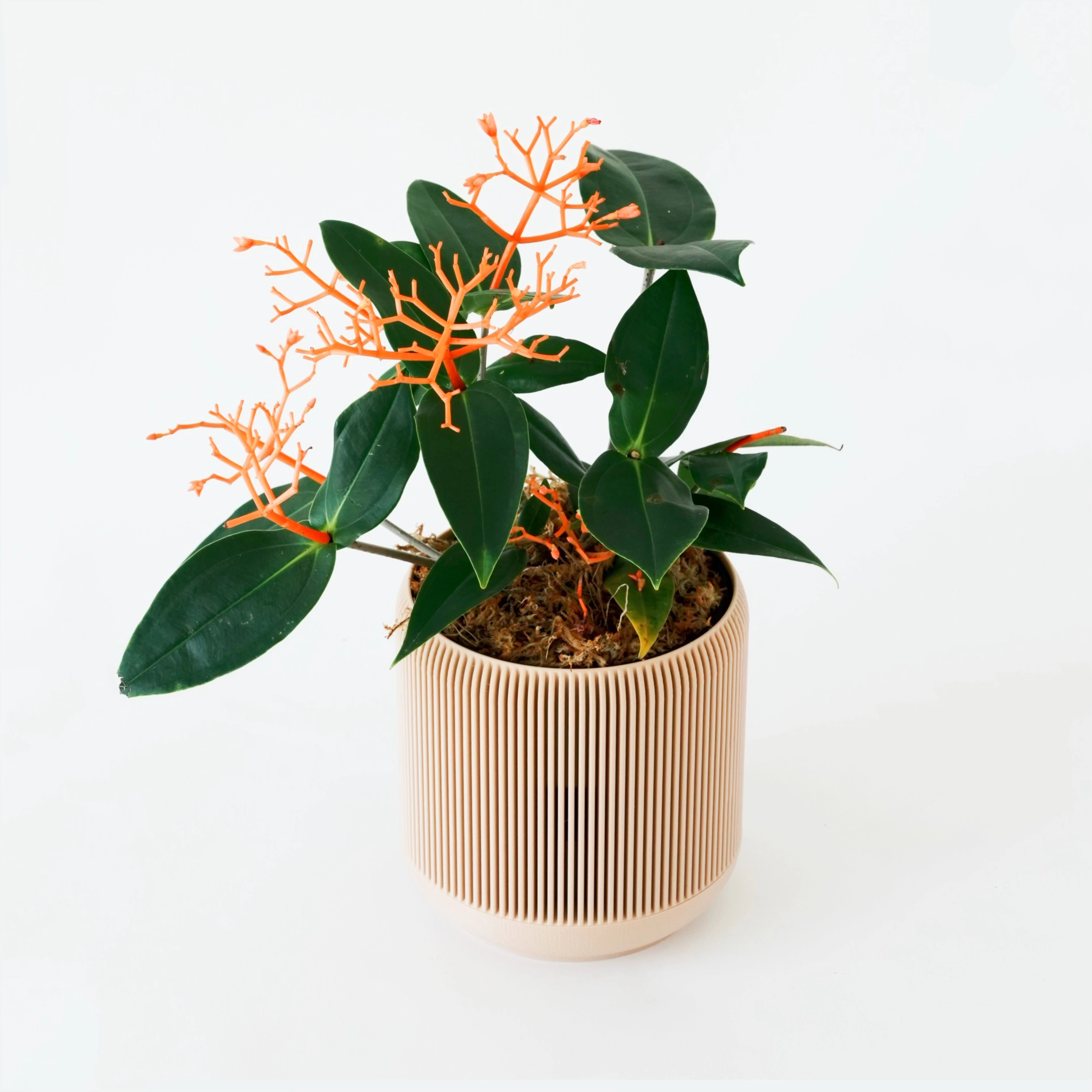 MEDINILLA SCORTECHINII VerdiPot Bundle - VerdiPot