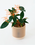 MEDINILLA SCORTECHINII VerdiPot Bundle - VerdiPot