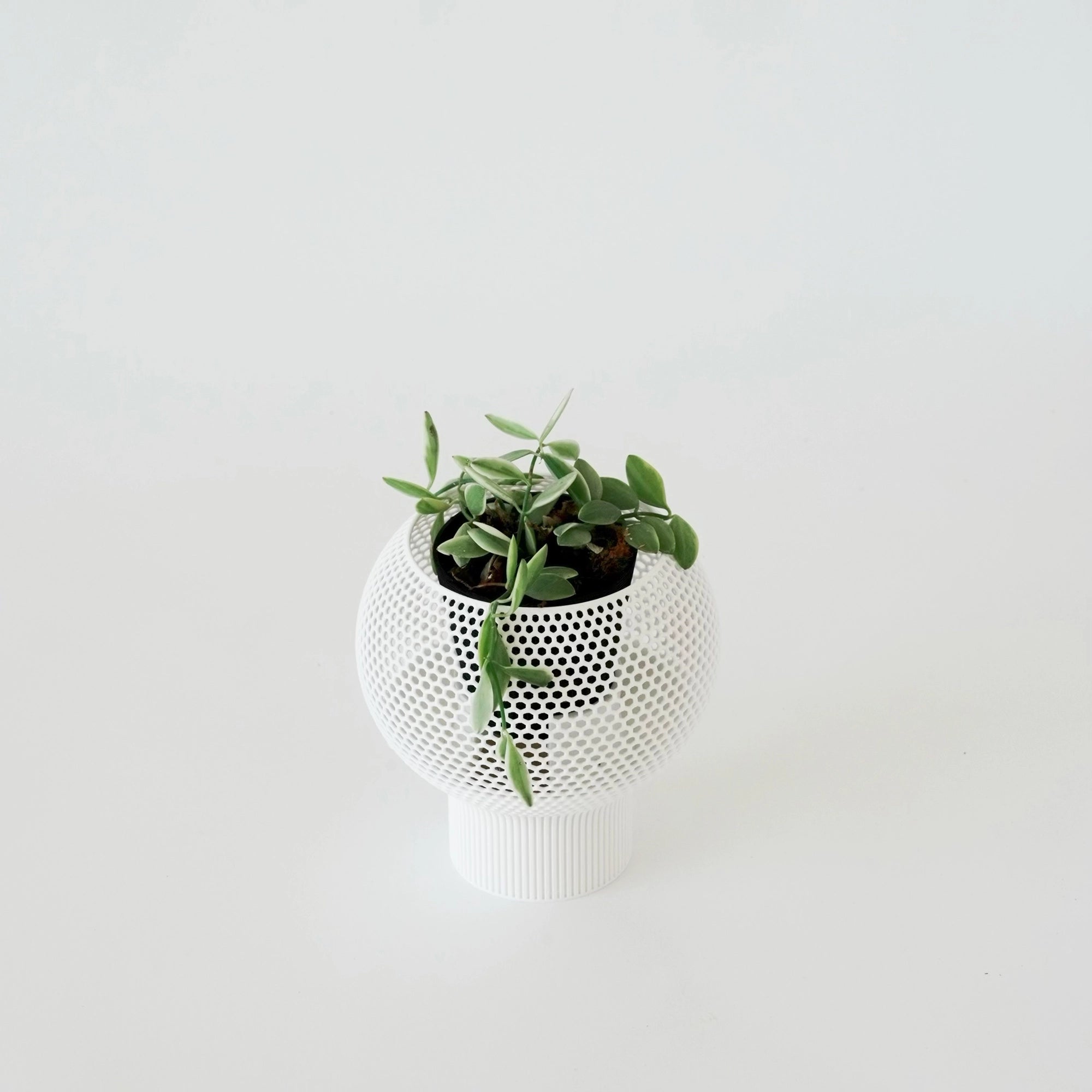 DISCHIDIA OIANTHA ‘VARIEGATA’ VerdiPot Bundle - VerdiPot
