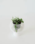 DISCHIDIA OIANTHA ‘VARIEGATA’ VerdiPot Bundle - VerdiPot