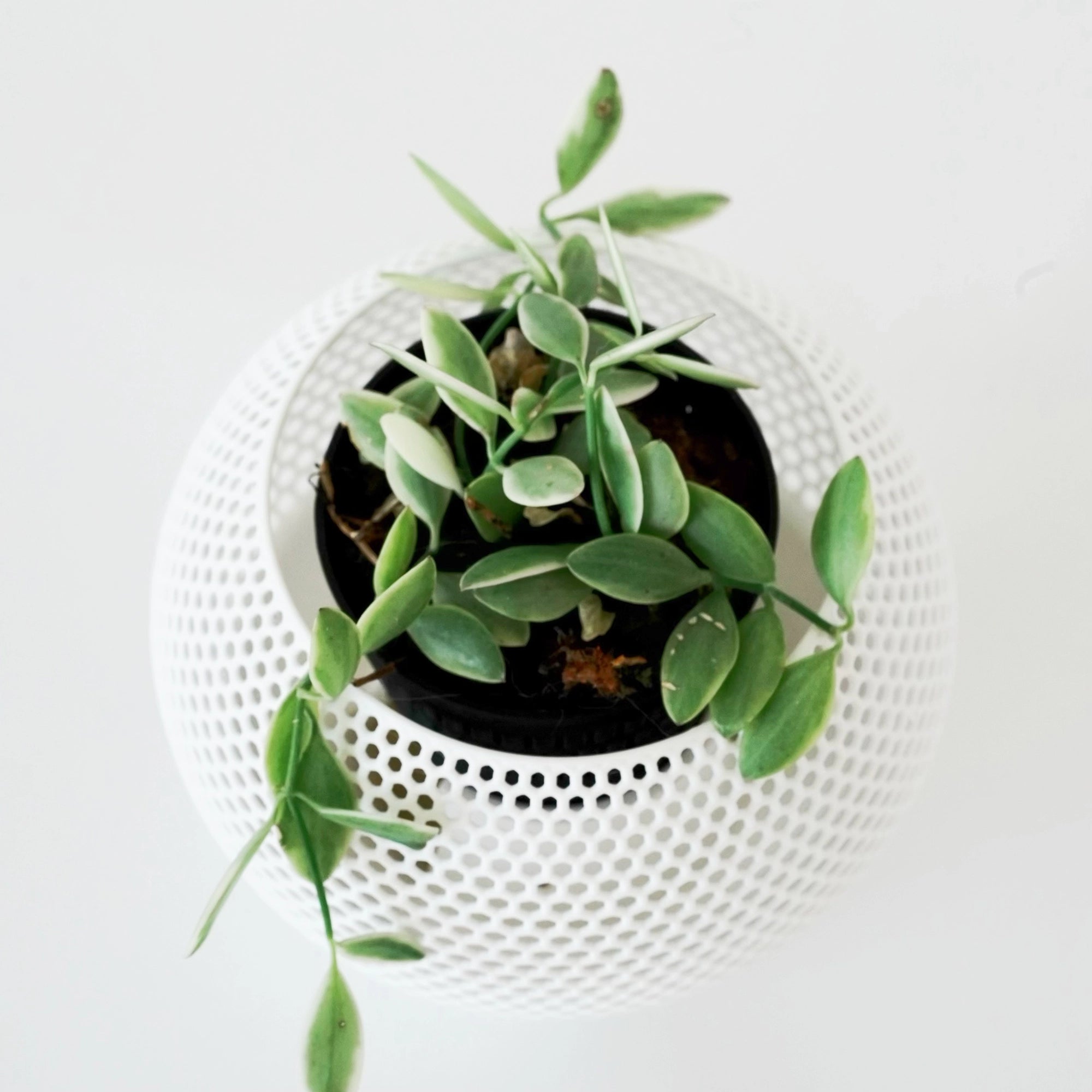 DISCHIDIA OIANTHA ‘VARIEGATA’ VerdiPot Bundle - VerdiPot