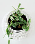 DISCHIDIA OIANTHA ‘VARIEGATA’ VerdiPot Bundle - VerdiPot