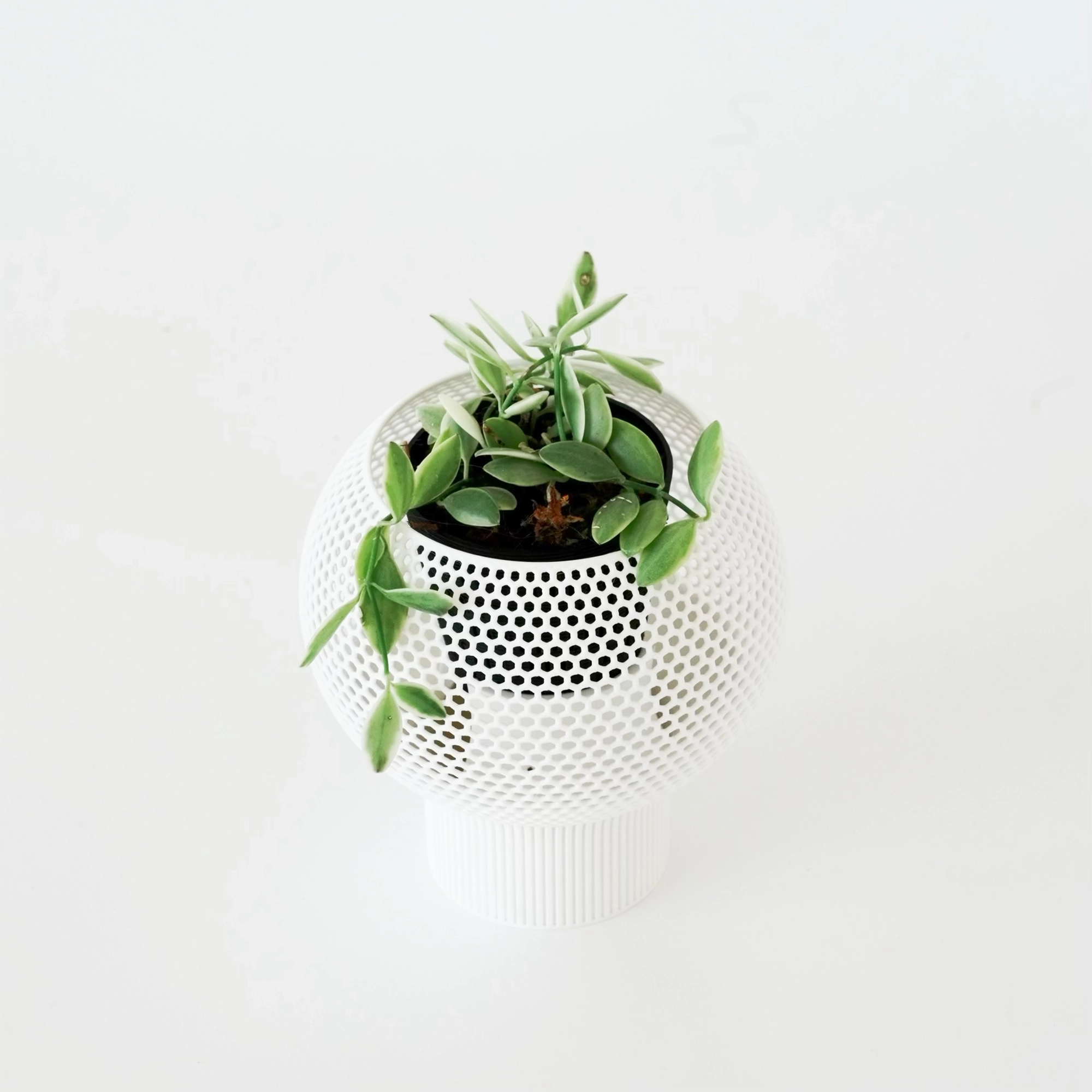 DISCHIDIA OIANTHA ‘VARIEGATA’ VerdiPot Bundle - VerdiPot