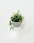DISCHIDIA OIANTHA ‘VARIEGATA’ VerdiPot Bundle - VerdiPot