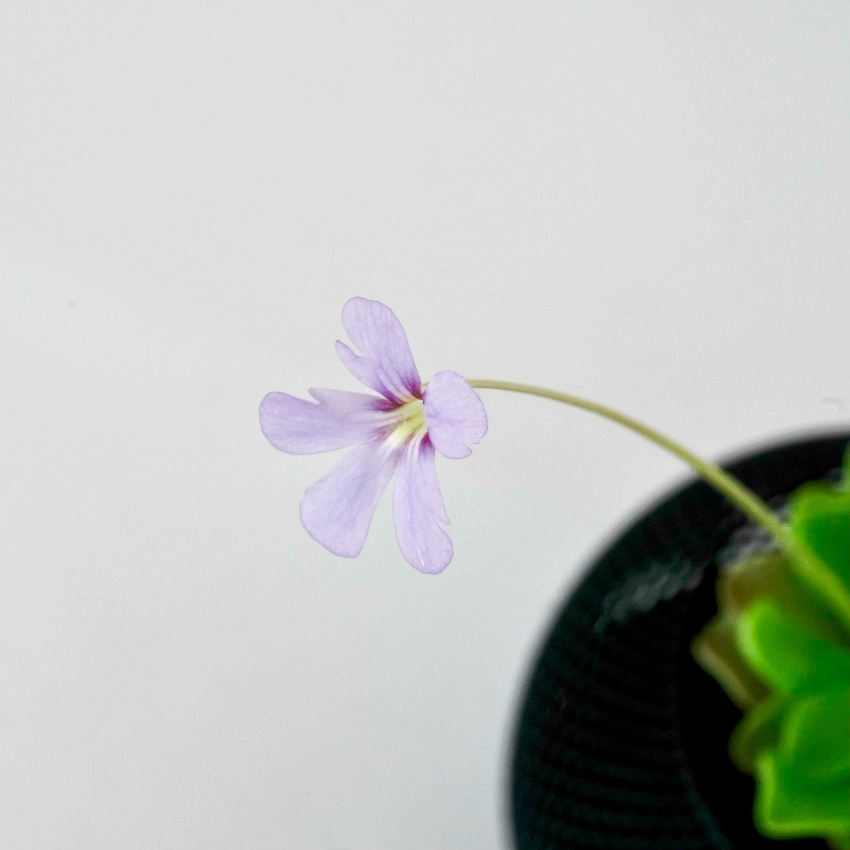 PINGUICULA ‘PIROUETTE’ VerdiPot Bundle - VerdiPot