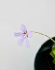 PINGUICULA ‘PIROUETTE’ VerdiPot Bundle - VerdiPot