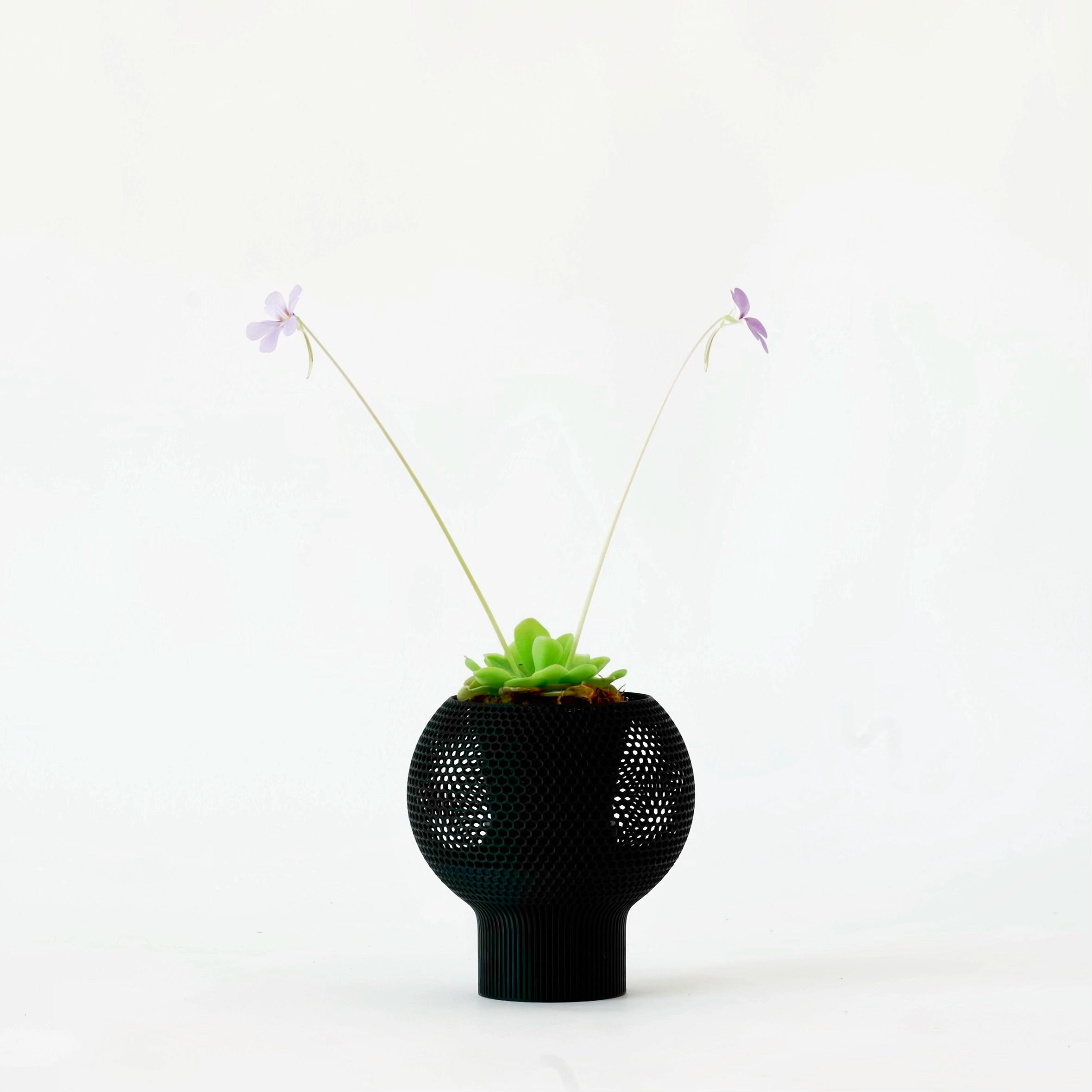 PINGUICULA ‘PIROUETTE’ VerdiPot Bundle - VerdiPot