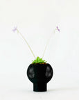 PINGUICULA ‘PIROUETTE’ VerdiPot Bundle - VerdiPot