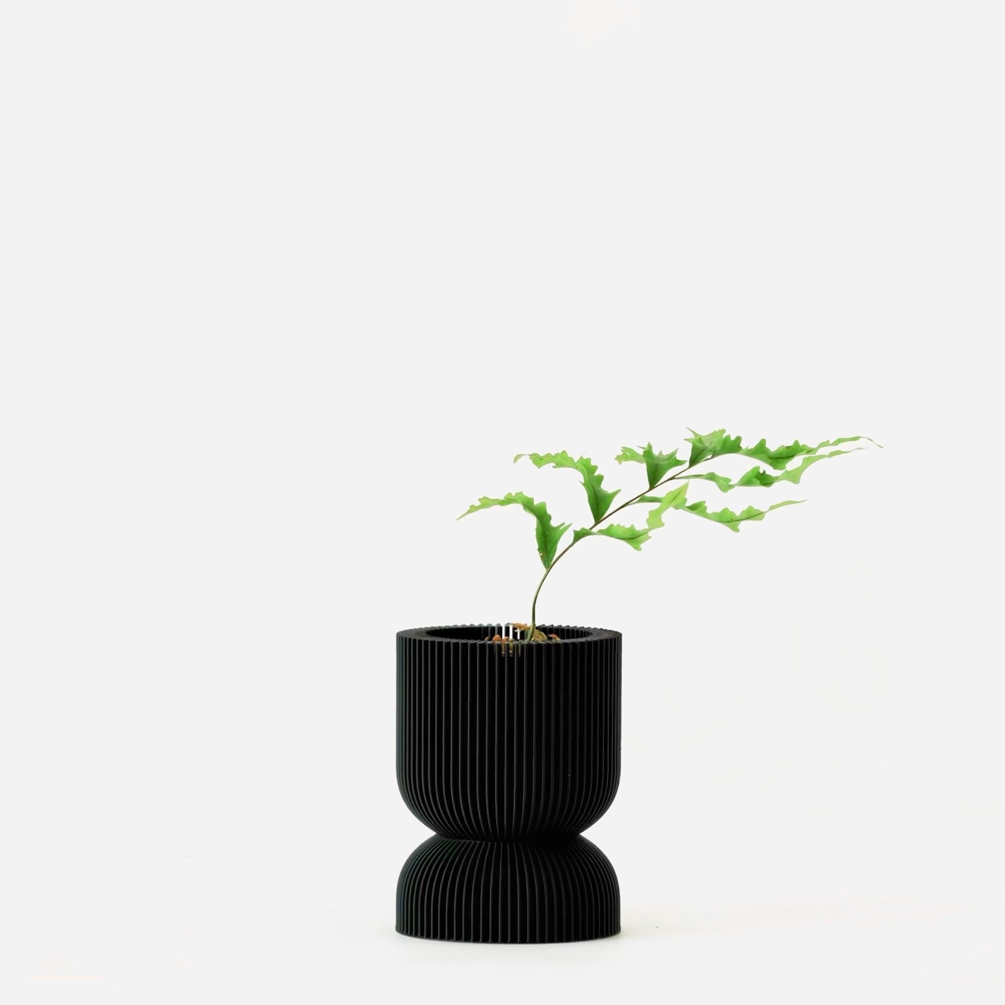 DRYNARIA RIGIDULA ‘WHITEI’ VerdiPot Bundle - VerdiPot