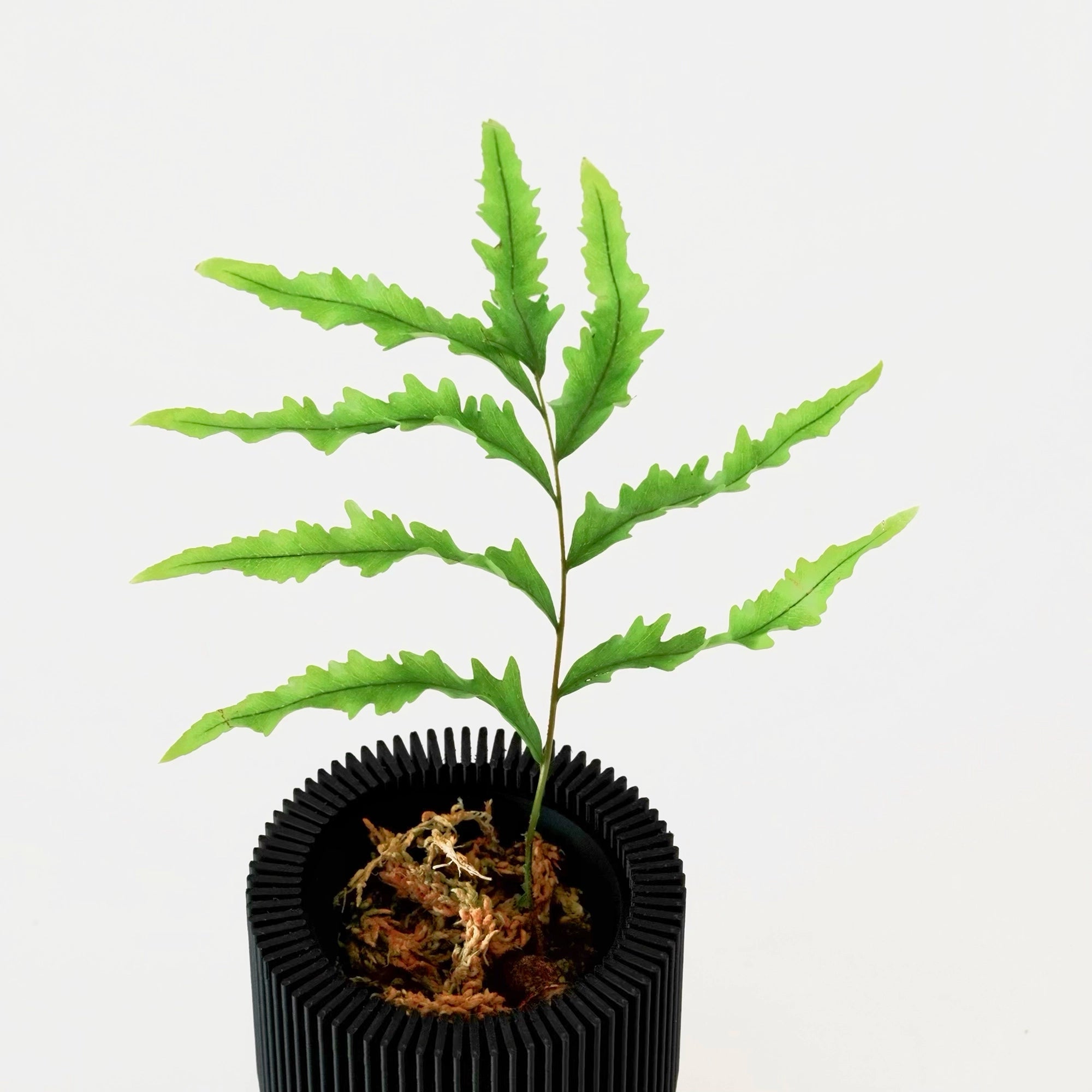 DRYNARIA RIGIDULA ‘WHITEI’ VerdiPot Bundle - VerdiPot