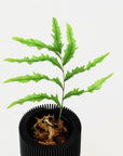 DRYNARIA RIGIDULA ‘WHITEI’ VerdiPot Bundle - VerdiPot