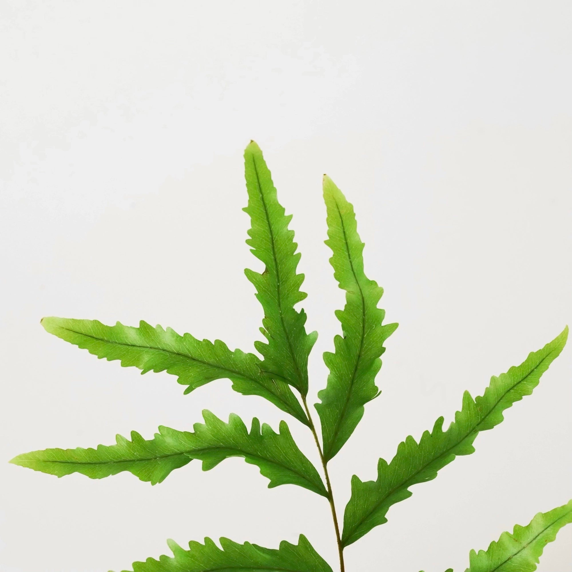 DRYNARIA RIGIDULA ‘WHITEI’ VerdiPot Bundle - VerdiPot