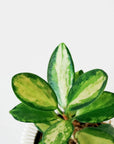 HOYA AUSTRALIS ‘LISA’  VerdiPot Bundle - VerdiPot