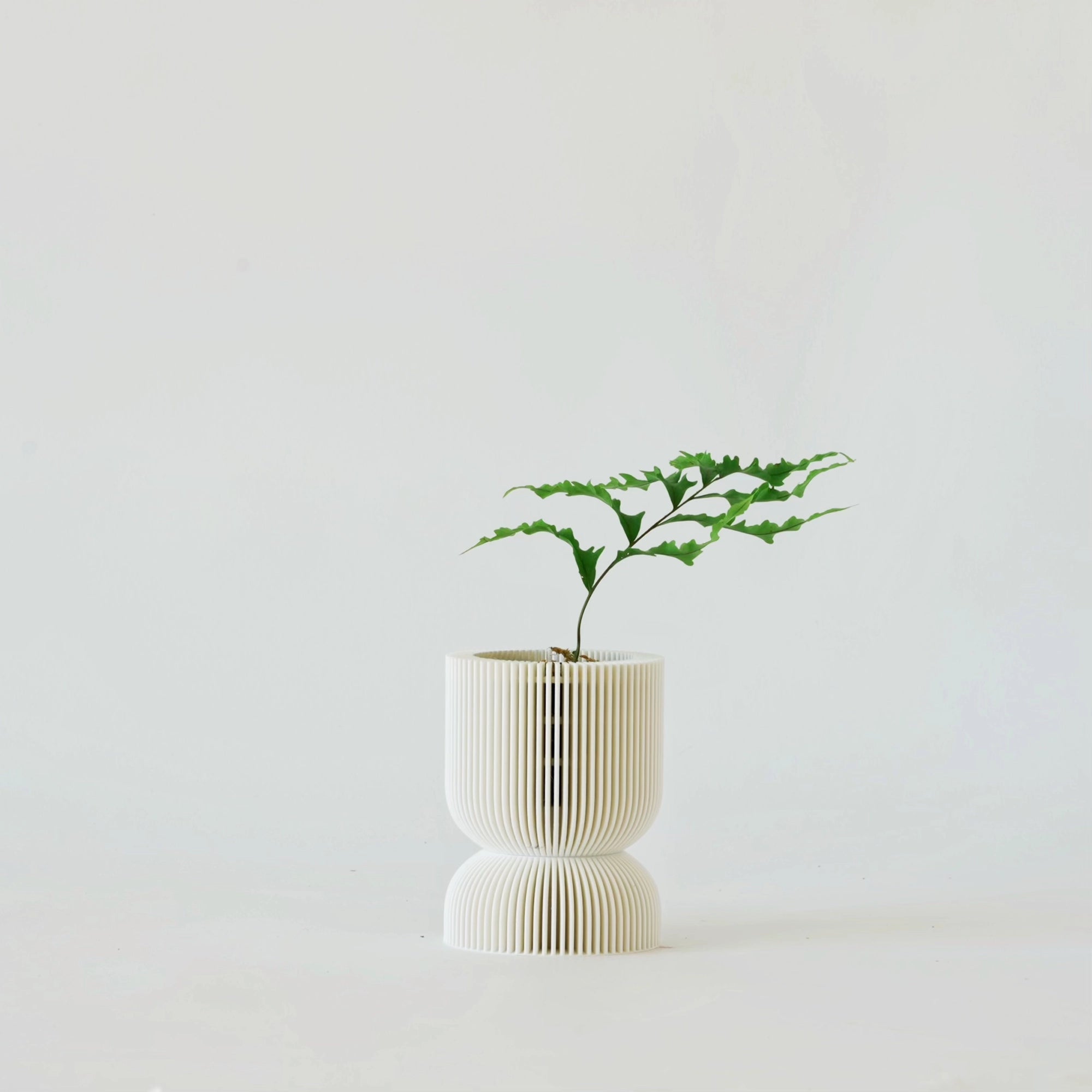 DRYNARIA RIGIDULA ‘WHITEI’ VerdiPot Bundle - VerdiPot