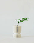 DRYNARIA RIGIDULA ‘WHITEI’ VerdiPot Bundle - VerdiPot
