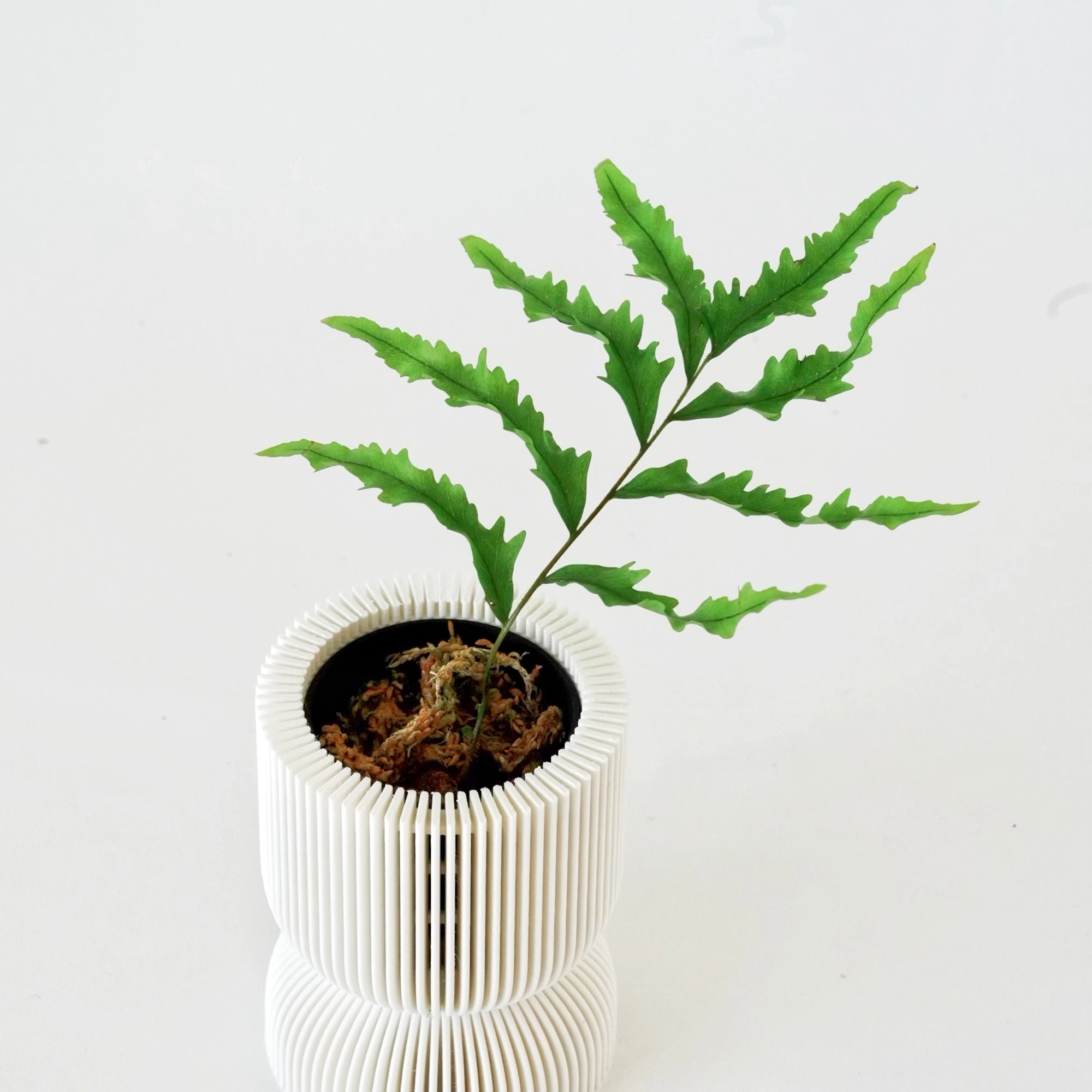 DRYNARIA RIGIDULA ‘WHITEI’ VerdiPot Bundle - VerdiPot