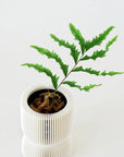 DRYNARIA RIGIDULA ‘WHITEI’ VerdiPot Bundle - VerdiPot