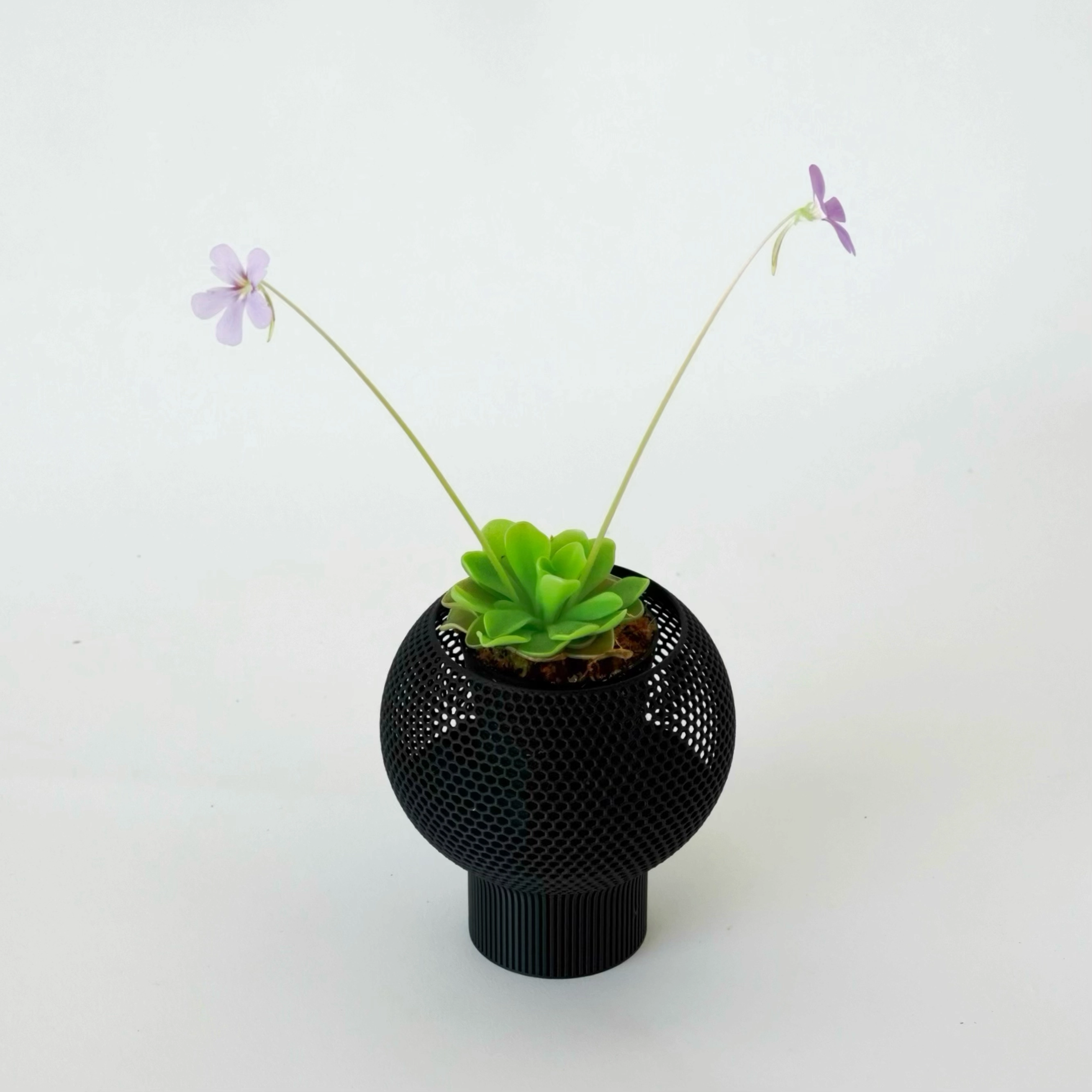 PINGUICULA ‘PIROUETTE’ VerdiPot Bundle - VerdiPot