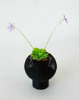 PINGUICULA ‘PIROUETTE’ VerdiPot Bundle - VerdiPot