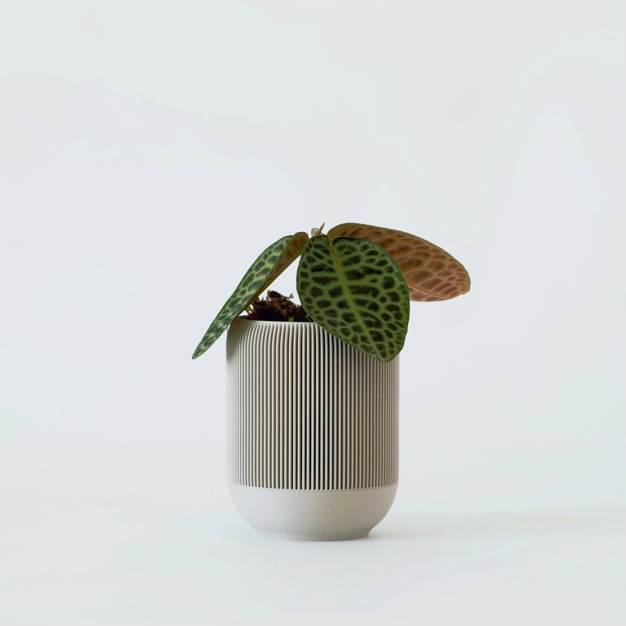 LABISIA SP. ‘TURTLE BACK’ VerdiPot Bundle - VerdiPot