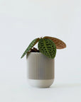 LABISIA SP. ‘TURTLE BACK’ VerdiPot Bundle - VerdiPot