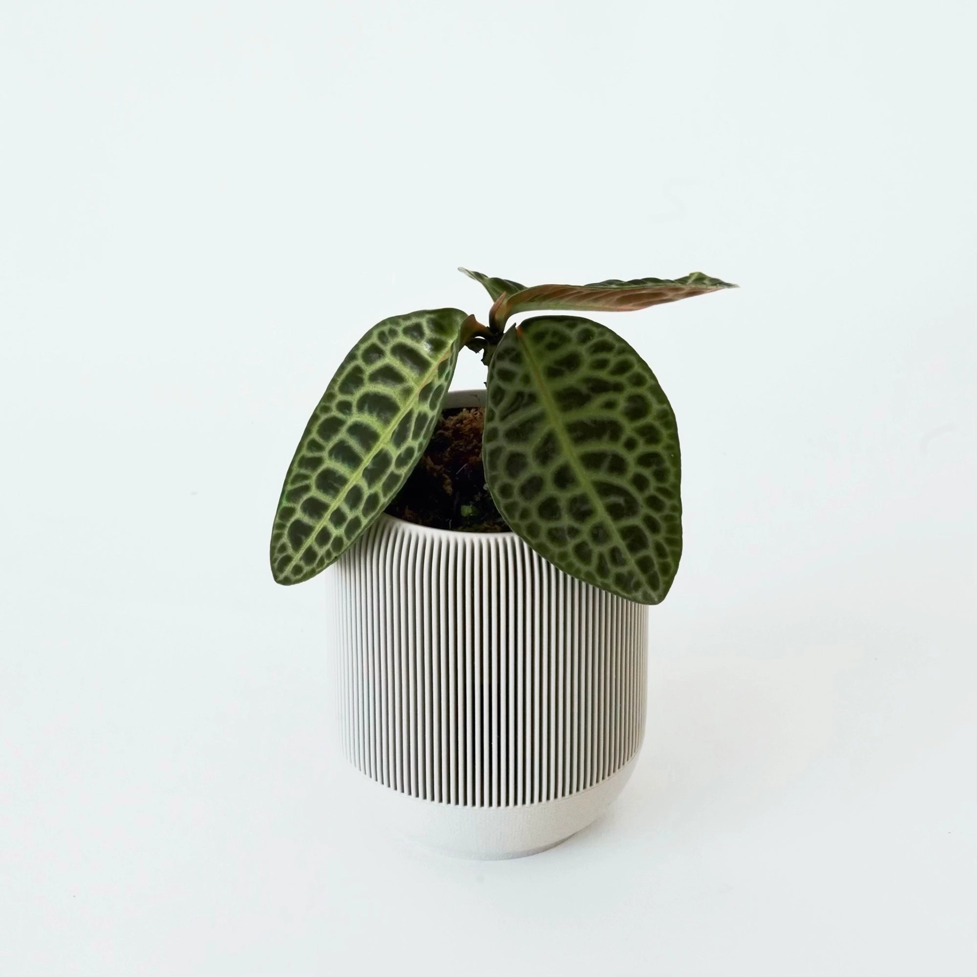 LABISIA SP. ‘TURTLE BACK’ VerdiPot Bundle - VerdiPot