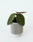 LABISIA SP. ‘TURTLE BACK’ VerdiPot Bundle - VerdiPot